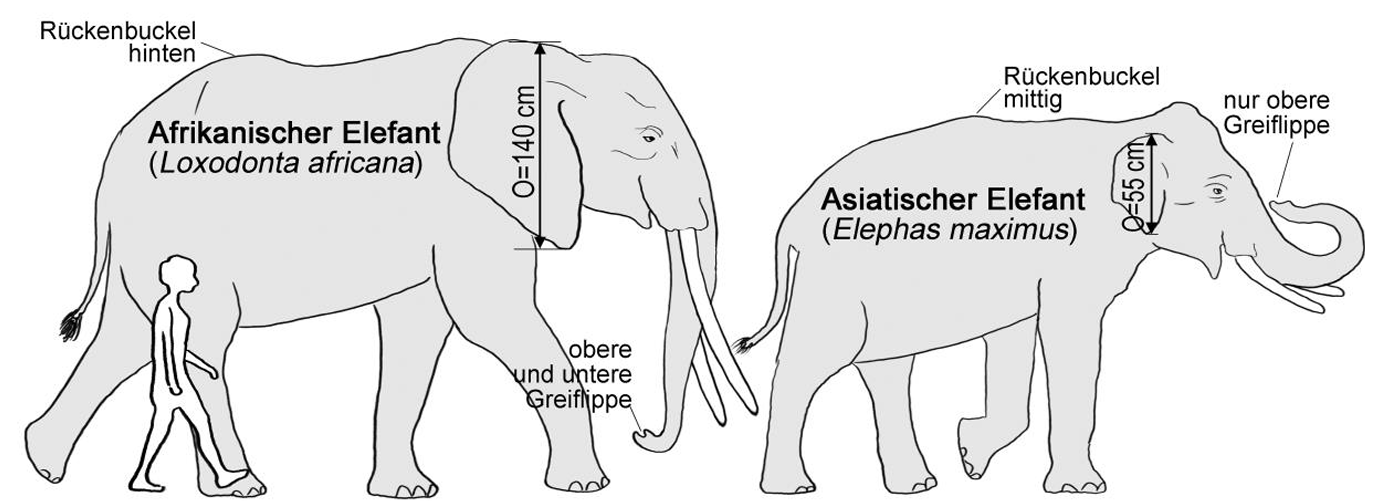 Zwei schematische Elefanten (afrikanisch und asiatisch) mit Größenvergleich und Beschriftungen.